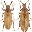 A new species and family of beetle for ...