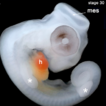 Two-headed parthenogenetic lizard embryo ...