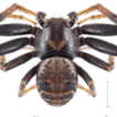 A new Psammitis species (Araneae, Thomisidae) ...